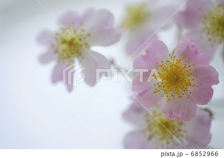 野ばら 野ばら 6852966