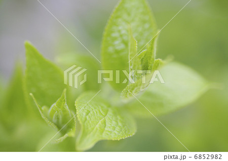 新緑の杜仲茶の木 6852982