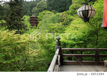 新緑の長谷寺 新緑の長谷寺 6852984