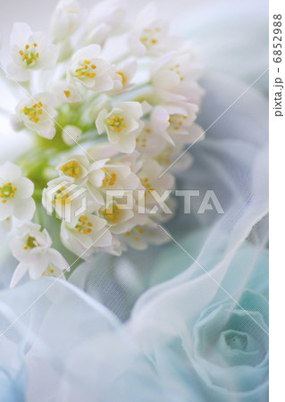 小さい白い花のアリュームのブーケ 小さい白い花のアリュームのブーケ 6852988