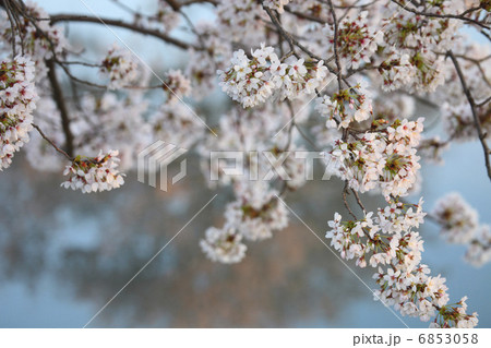 桜と川面 6853058