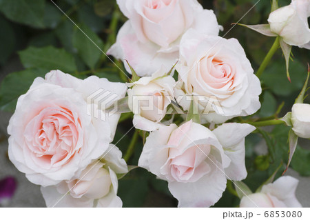 バラのクローズアップ 6853080