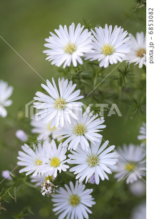 庭に咲く白い孔雀草の花 6853082