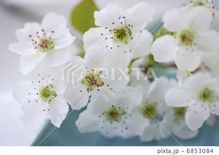 白い梨の花 6853084