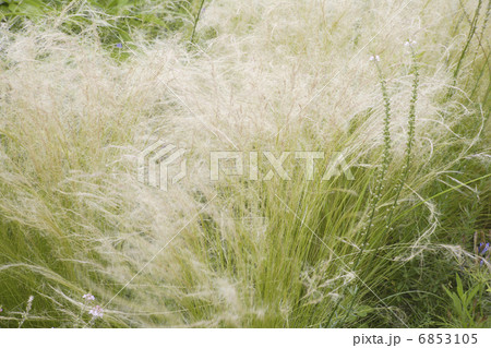 初夏の光に輝くフェザーグラスの写真素材