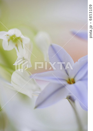 ハナニラとアリュームのイメージフォト ハナニラとアリュームのイメージフォト 6853109