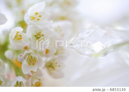 小さい白い花のアリュームのブーケ 6853130