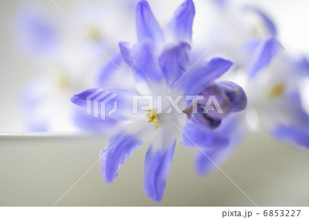 チオノドグサの花 6853227