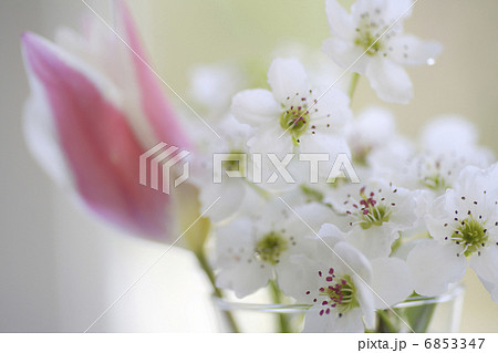 窓辺のチューリップと梨の花 窓辺のチューリップと梨の花 6853347