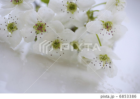 白い梨の花 6853386