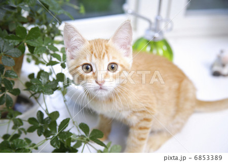 窓辺でカメラ目線の子猫 6853389