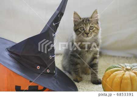 子猫のハローウィン 6853391