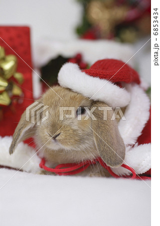 ウサギさんのクリスマス 6853434