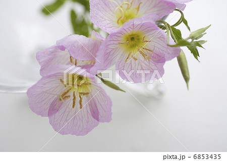 ガラスの器に飾られた月見草の花束 ガラスの器に飾られた月見草の花束 6853435