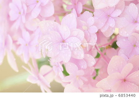 クローズアップしたピンク色のアジサイ 6853440