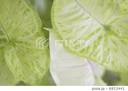 観葉植物のシンゴニウム 6853441