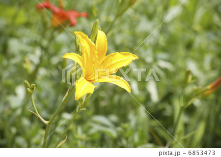 鮮やかに咲く黄色いキスゲ 6853473