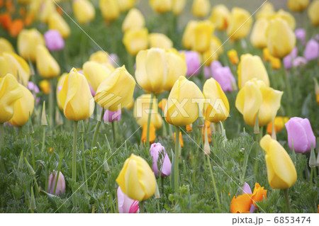 満開の黄色いチューリップ畑 6853474