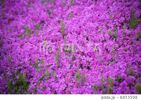 芝桜の絨毯 6853508