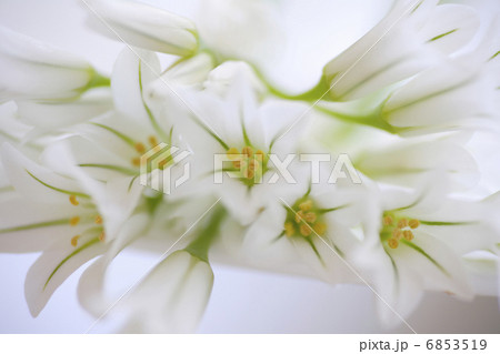 春の花アリューム 春の花アリューム 6853519