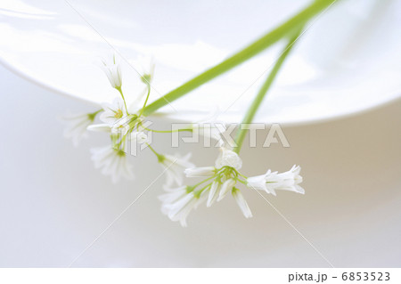 春の花アリューム 春の花アリューム 6853523