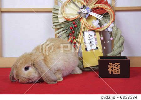 しめ縄とウサギのお正月 しめ縄とウサギのお正月 6853534