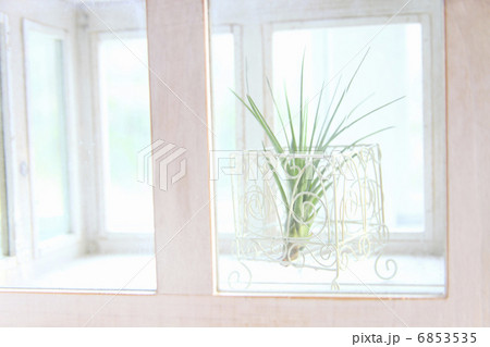 エアープランツ 6853535