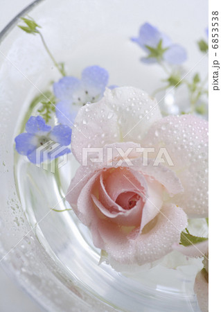ガラスの器に飾られた薔薇とネモフィラ 6853538