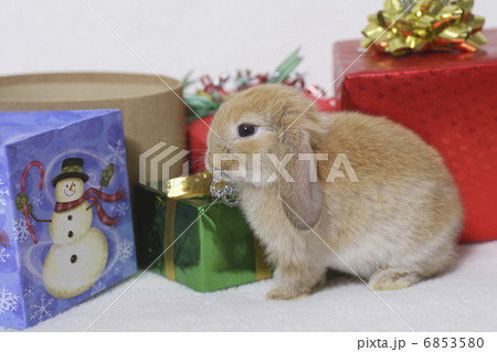 ウサギのクリスマス 6853580