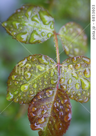 雨上がりの薔薇の葉 6853603