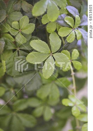 グリーンのシュガーパイン 6853605