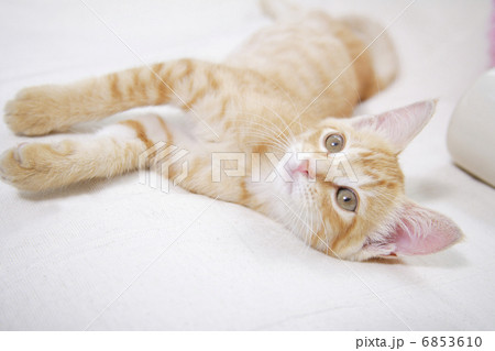 じゃれて寝ころぶ子猫 6853610