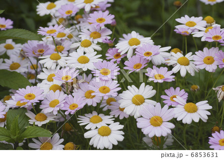 白とピンクのマーガレット 白とピンクのマーガレット 6853631
