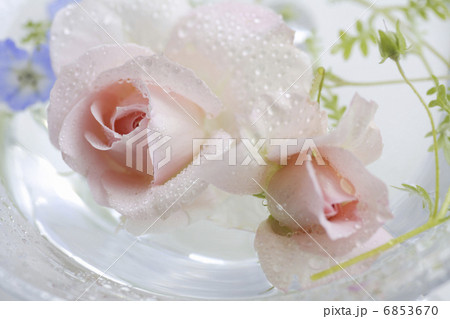 ガラスの器に飾られた薔薇とネモフィラ 6853670
