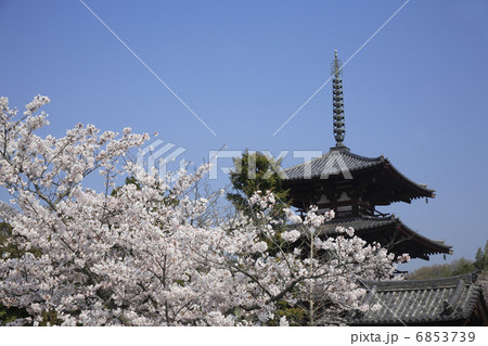 桜咲く法輪寺 6853739