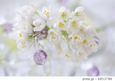 小さい白い花のアリュームのブーケの写真素材