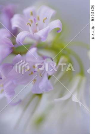 春の花のアリューム 春の花のアリューム 6853806