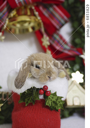 ウサギさんのクリスマス 6853829
