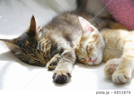二匹の仲良し子猫の昼寝 6853879