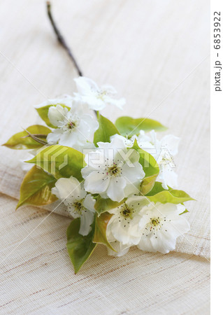 透きとおる白い花びらの梨の花 6853922