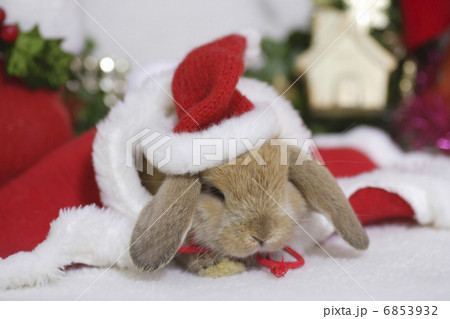 ウサギさんのクリスマス 6853932
