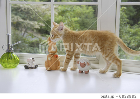 窓辺を散歩する子猫 6853985