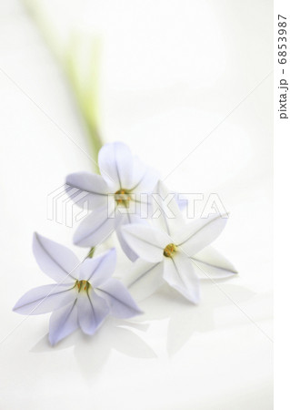 春の紫色の花ハナニラ 6853987