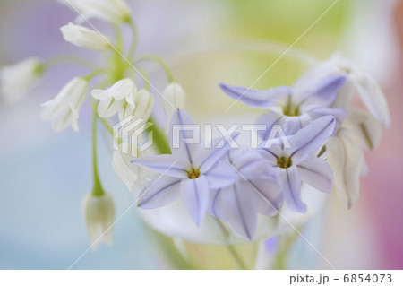 ハナニラとアリュームのイメージフォト ハナニラとアリュームのイメージフォト 6854073