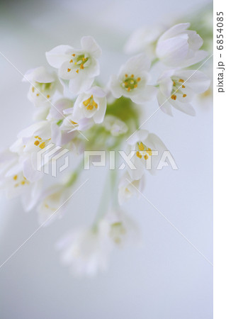 小さい白い花のアリュームのブーケ 小さい白い花のアリュームのブーケ 6854085