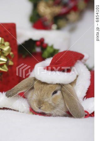 ウサギさんのクリスマス 6854101
