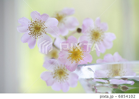 窓辺に飾られた野ばら 窓辺に飾られた野ばら 6854102