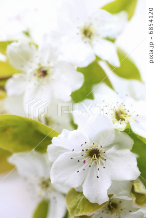透きとおる白い花びらの梨の花 透きとおる白い花びらの梨の花 6854120