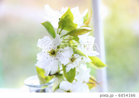 透きとおる白い花びらの梨の花 6854166