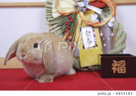 しめ縄とウサギのお正月 しめ縄とウサギのお正月 6854183